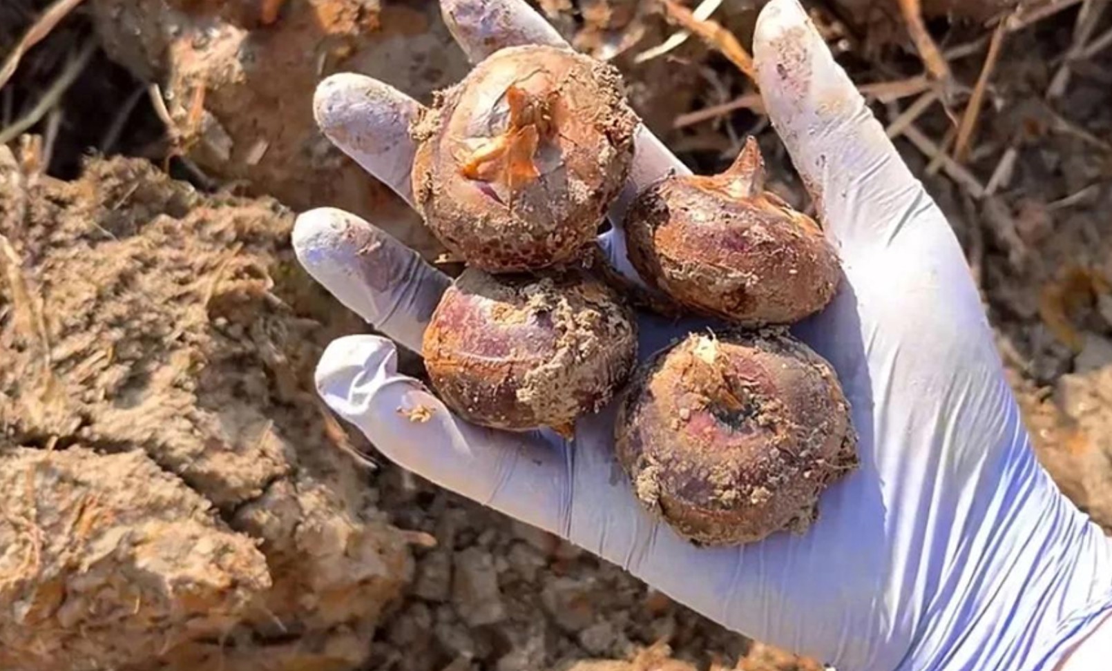 Củ năng: Thực phẩm giải độc mùa xuân bổ phổi , dễ làm và giá rẻ