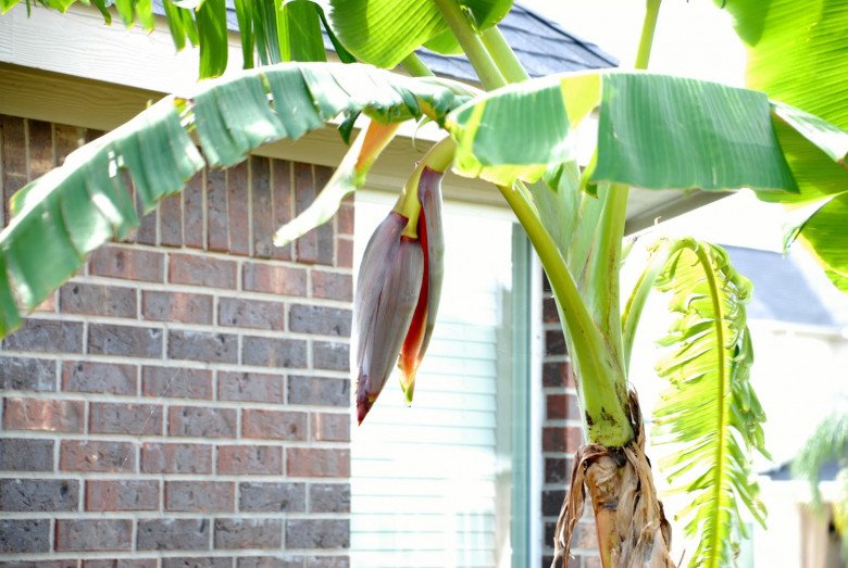 3 loại cây nên tránh trồng trước nhà năm Bính Ngọ