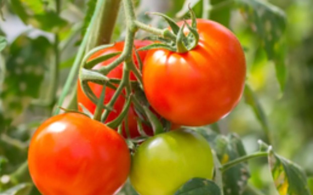 Phát minh của Trung Quốc khiến ngành thực phẩm chấn động: Tạo ra cà chua biến đổi gen, mùi thơm như bắp rang bơ, nhìn không khác gì cây bình thường