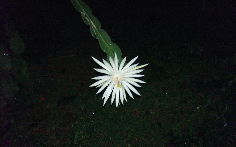 Loài hoa đắt nhất hành tinh: Đắt đến mức vô lý nhưng không thể mua trưng bày