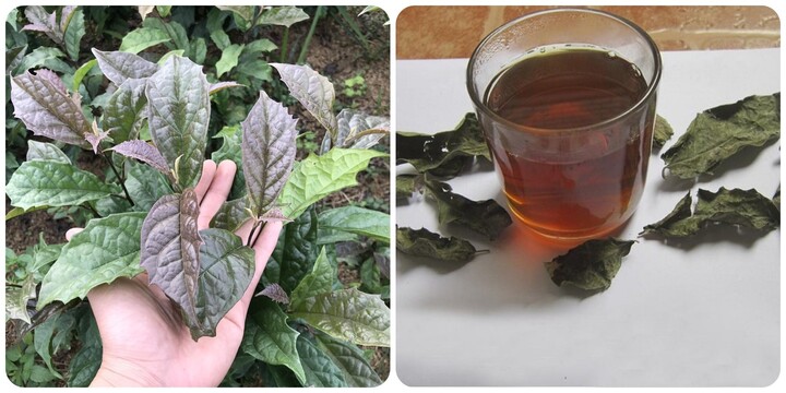 Cây xạ đen có tác dụng gì? khám phá lợi ích cho sức khỏe năm 2026