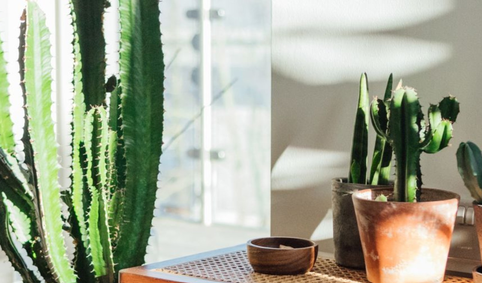 5 loại cây hút cạn may mắn, không nên trồng trong nhà