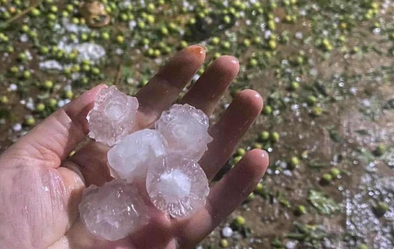 Mưa đá 'tàn phá' hàng trăm ha mận, táo ở Sơn La