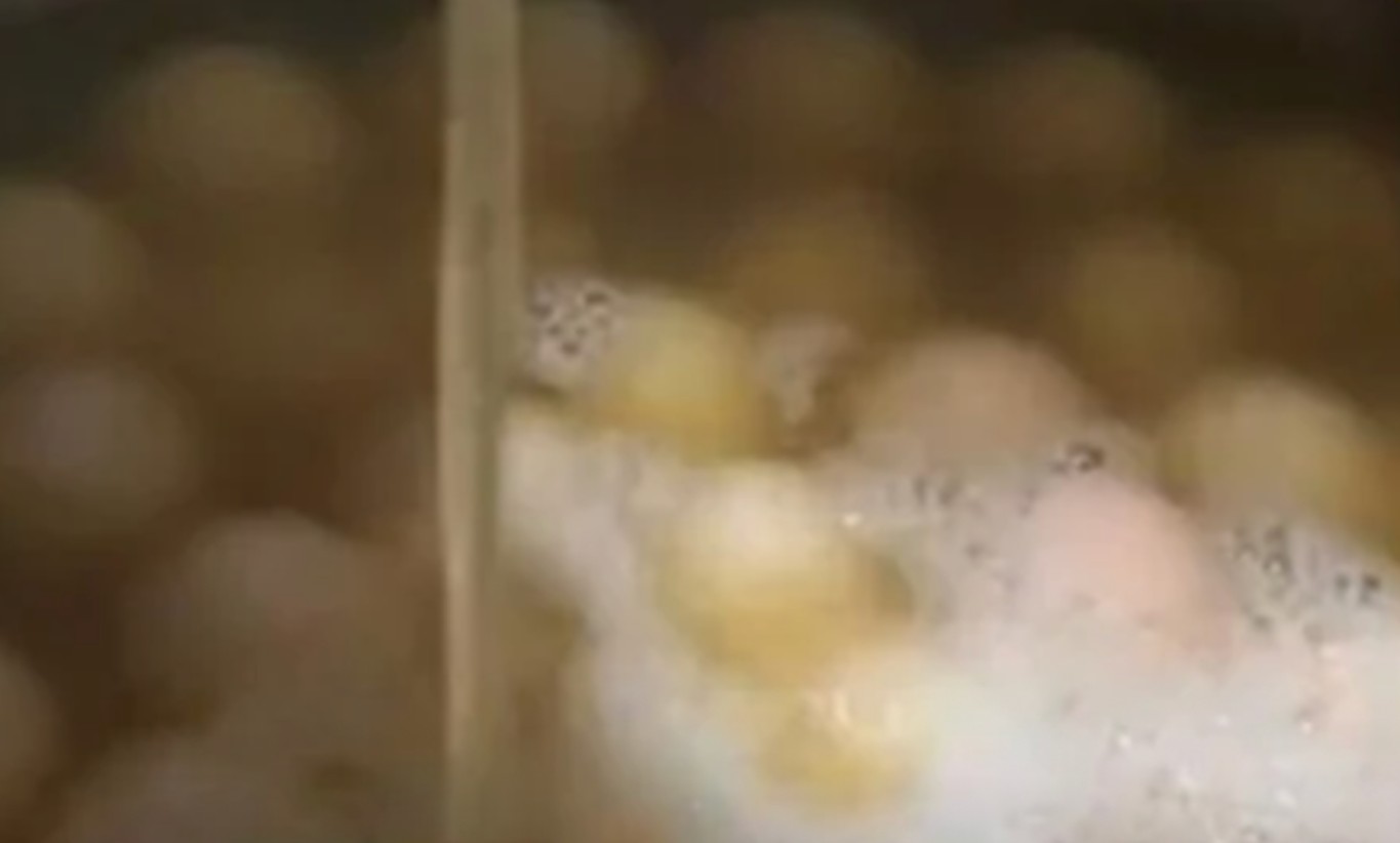 Tranh cãi về món cà phê trứng luộc bằng nước tiểu bé trai tại Trung Quốc