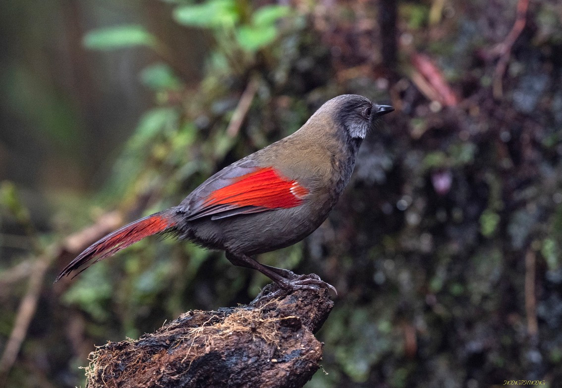 Vườn Quốc gia Bát Xát: Di sản thiên nhiên mới của Việt Nam năm 2026