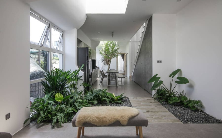 3 loại cây đừng đặt trong phòng khách: Ảnh hưởng tới tài lộc, vận khí