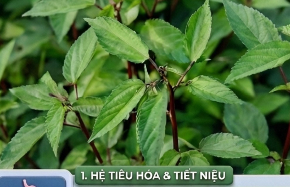 Việt Nam có loại rau người Nhật ví là nhân sâm xanh: Giảm mỡ máu, bổ tim nhưng nhiều người chê không ăn