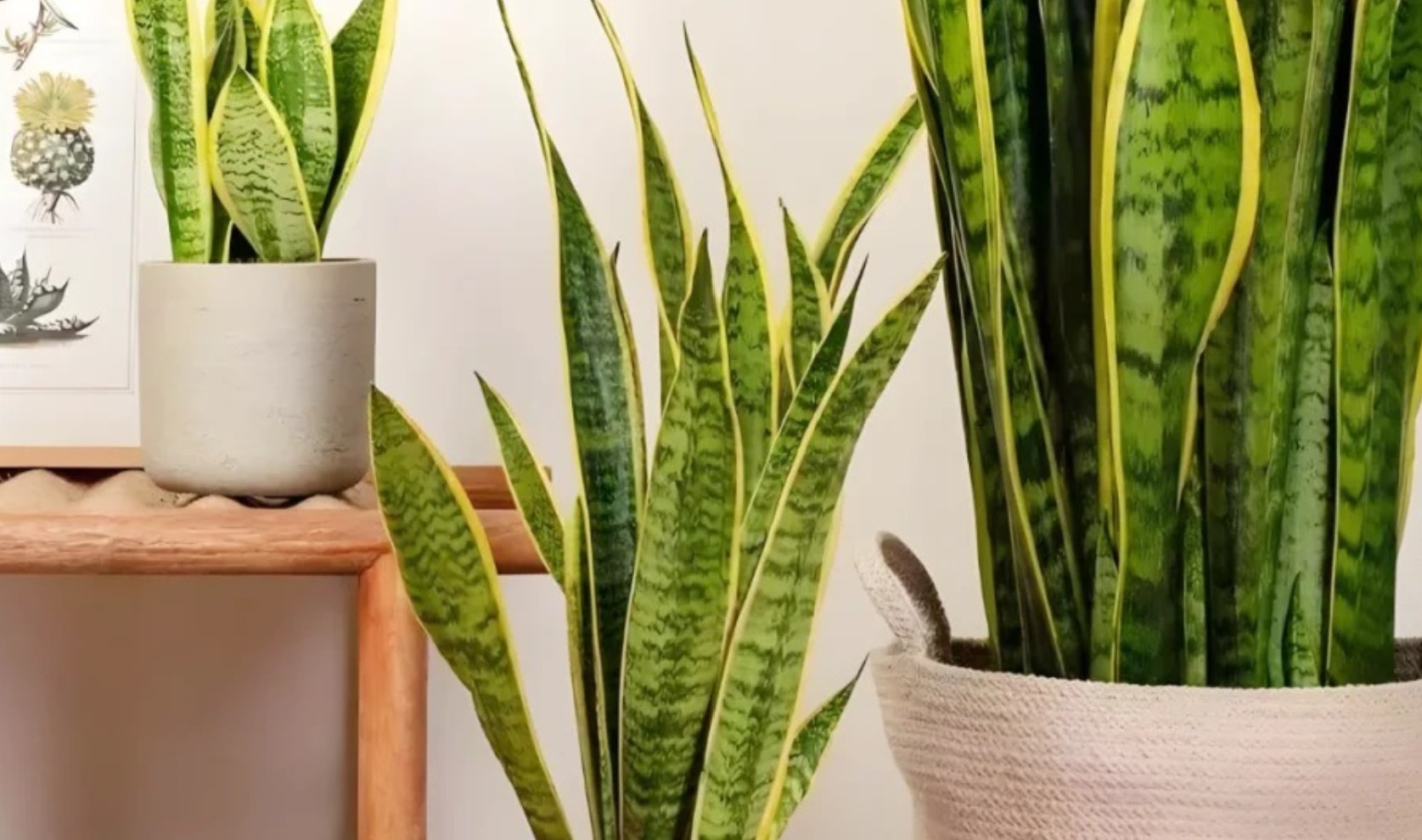 6 Lọai cây lọc không khí tốt nhất giúp không gian sống trong lành ở Việt Nam