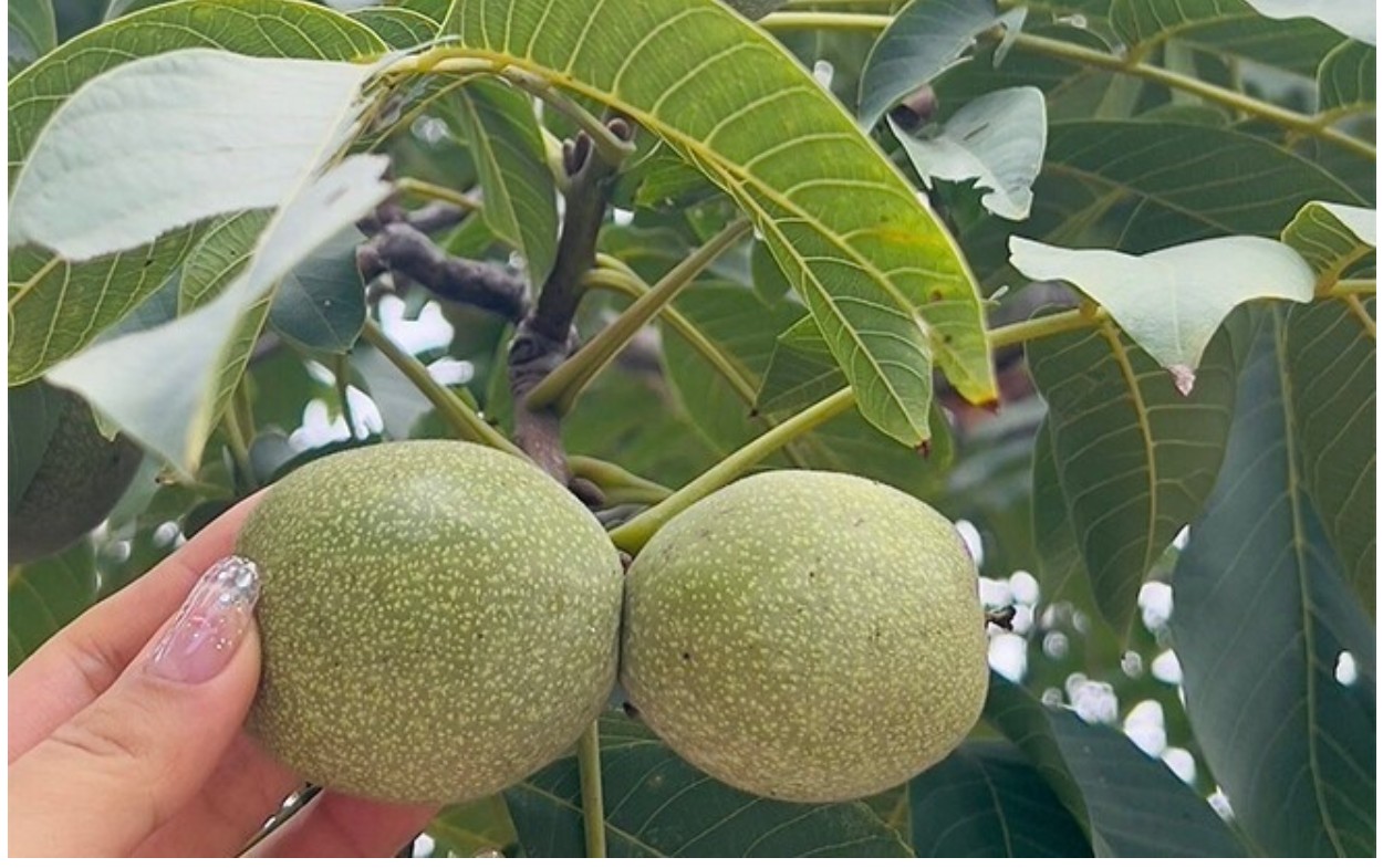 Loại quả thuộc top tốt nhất thế giới, có ở Việt Nam, trồng một lần thu hoạch nhiều năm, tốt cho sức khoẻ