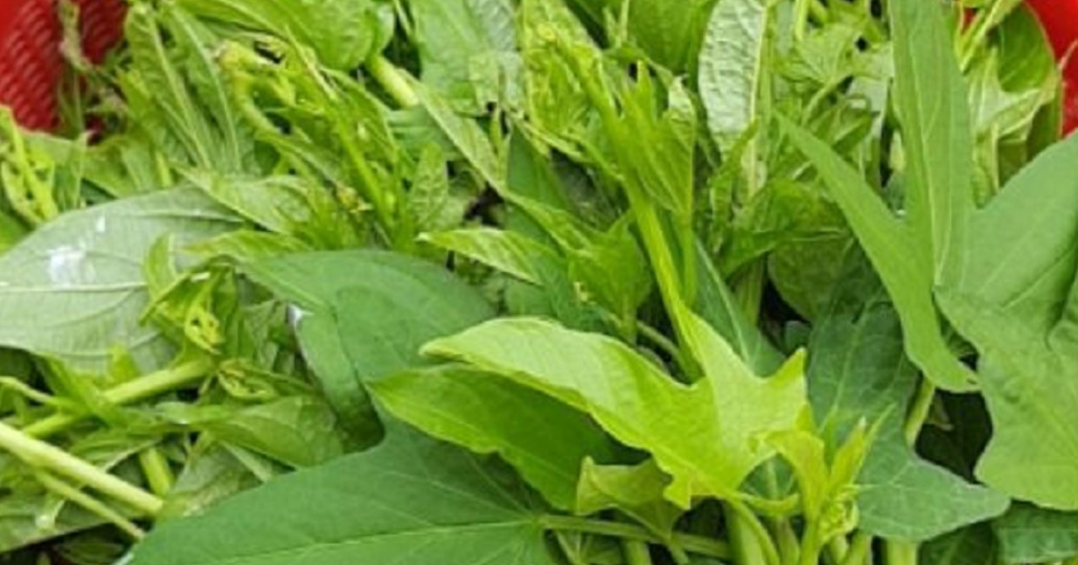 3 loại rau bổ như sâm, nên trồng trong nhà ngay