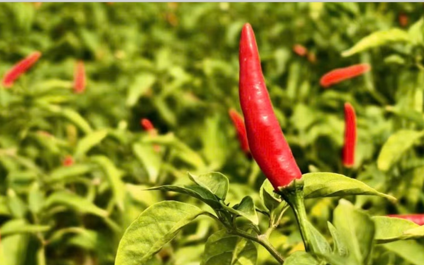 Ớt được mùa, vì sao nông dân trắng tay?