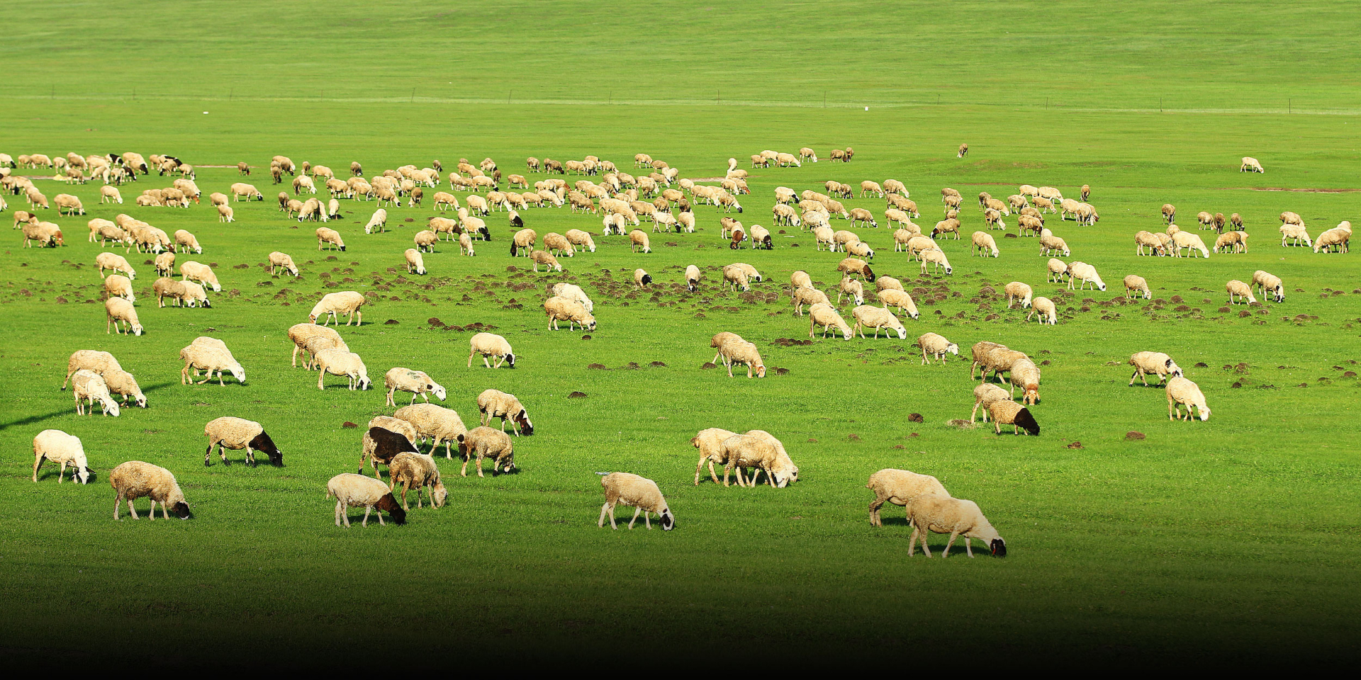 Người trẻ bỏ phố đi chăn thuê 3.000 con cừu, lương 62 triệu đồng, bao ăn ở
