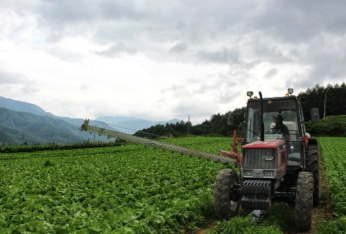 Phát hiện nhiều nông dân thoát nghèo, kiếm hơn 5 tỷ đồng/năm nhờ trồng 1 loại rau