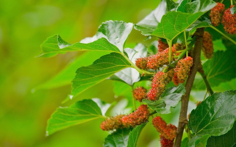 3 loại cây ăn quả chớ nên trồng trước nhà kẻo hao tài, tán lộc